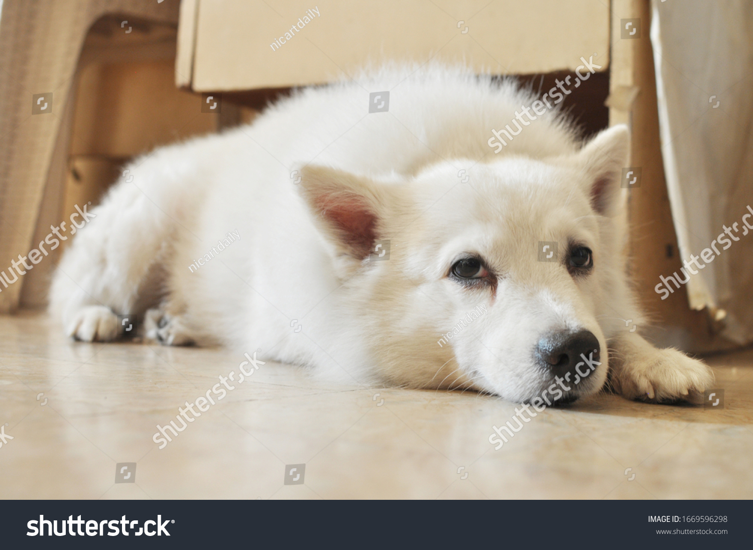 Japanese Spitz Dog Sleeping Lying Resting Stock Photo Edit Now