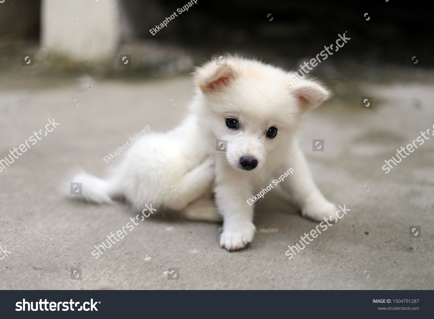 Japanese Spitz Puppy Very Cute Stock Photo Edit Now