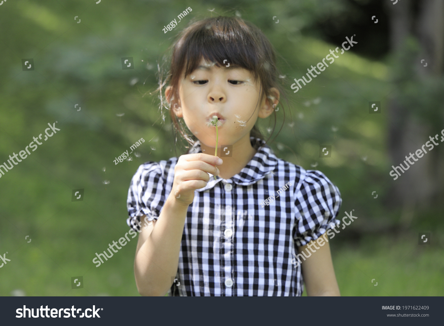 Japanese Student Girl Blowing Dandelion Seeds Stock Photo 1971622409 ...