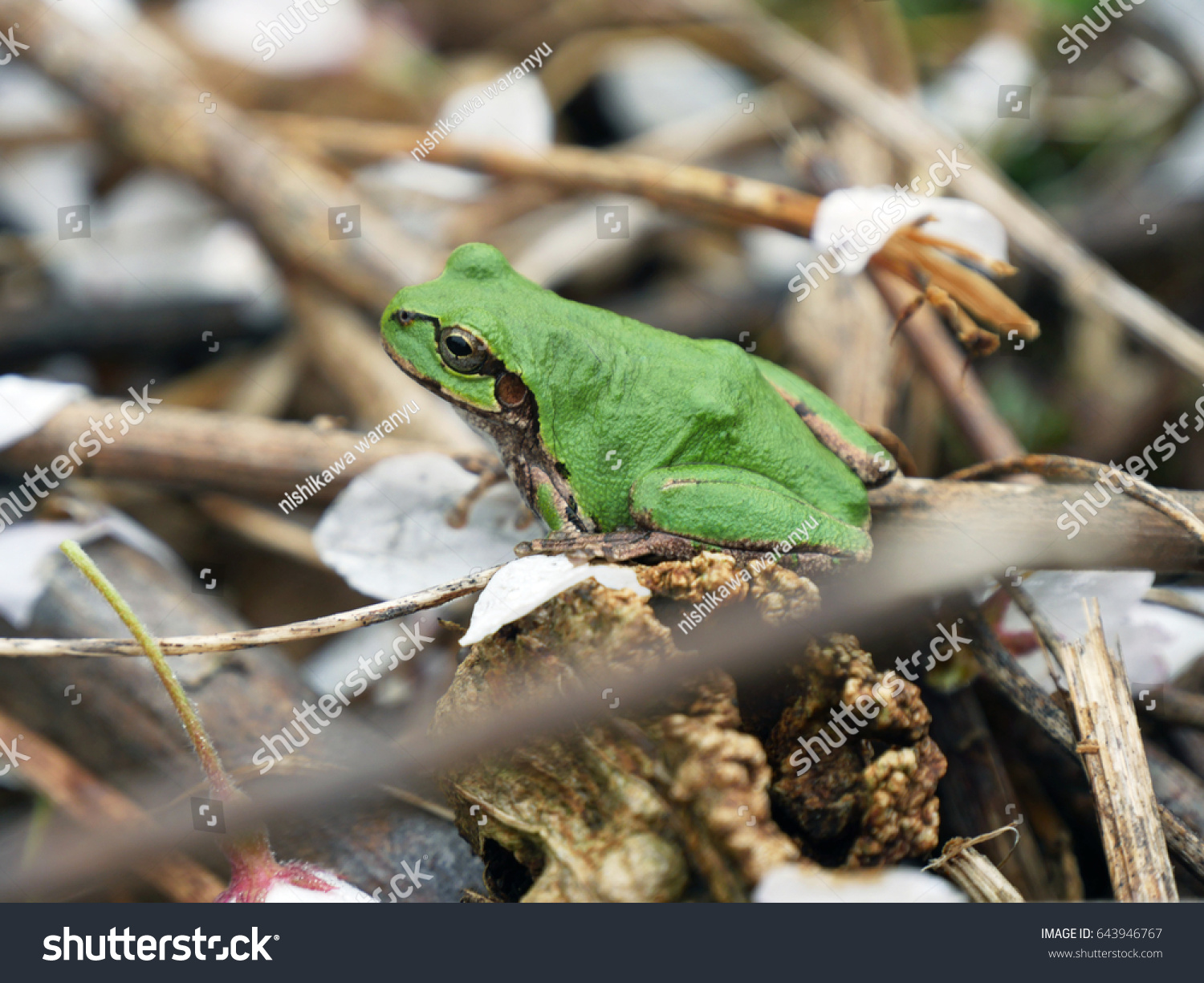 Japanese Tree Frog Stopping Tiny Dry Stock Photo Edit Now