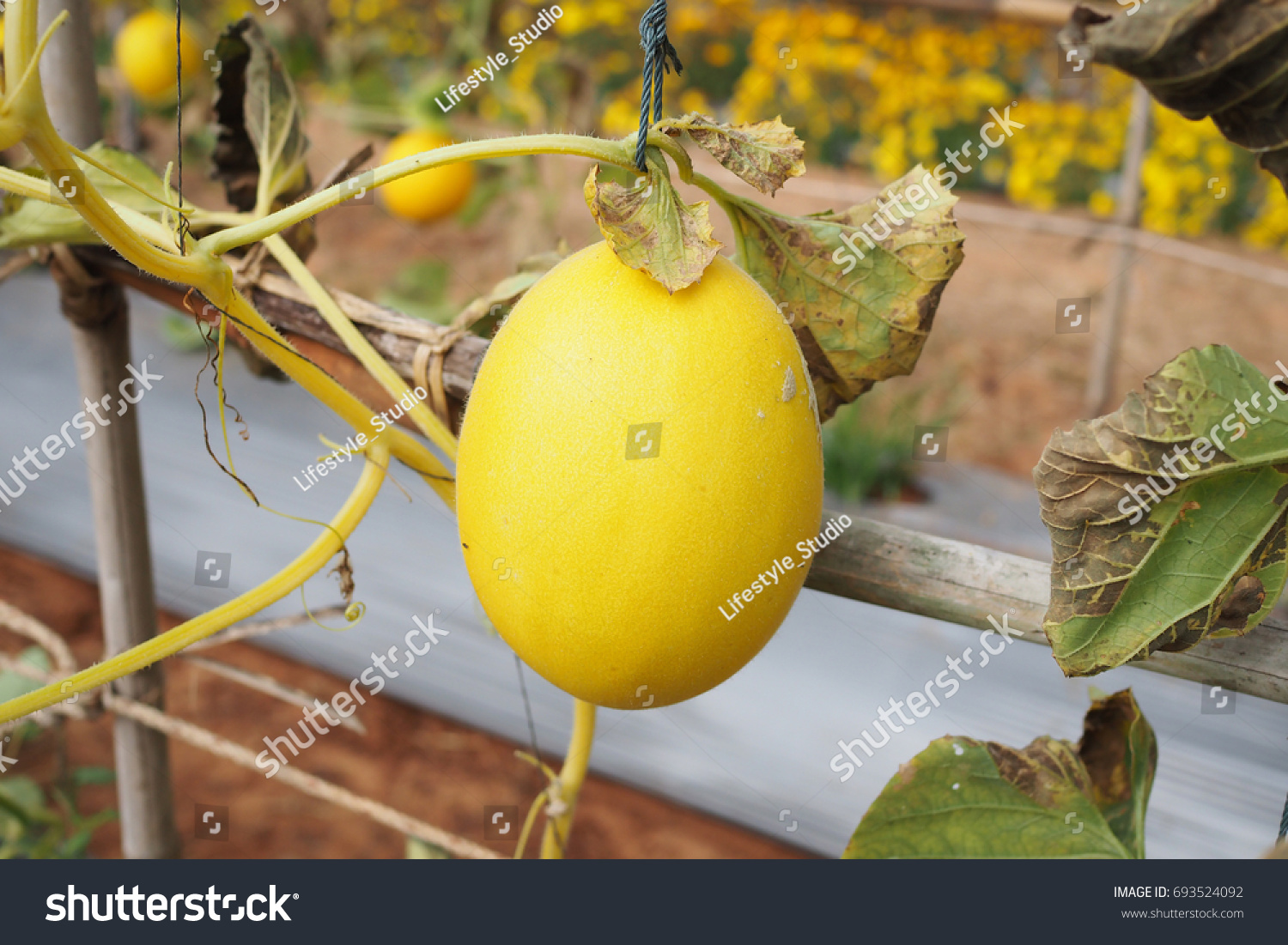 Download Japanese Yellow Cantaloupe Fresh Melon On Nature Stock Image 693524092 PSD Mockup Templates