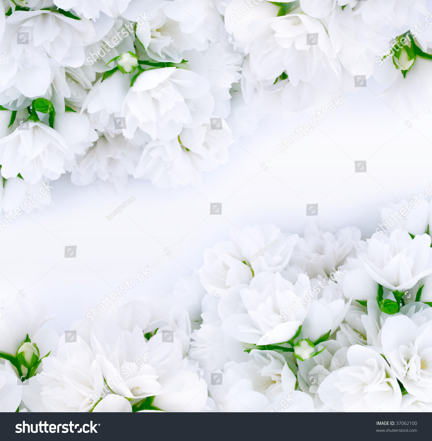 Jasmine Background Stock Photo 37062100 : Shutterstock