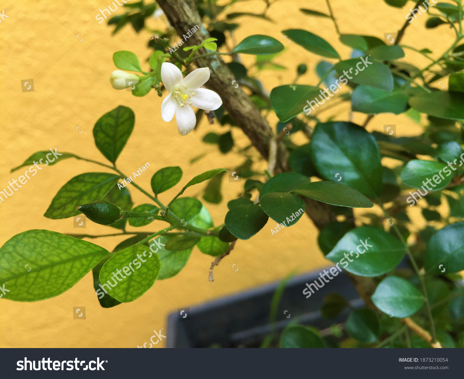 Jasmine Flower Known Bunga Melur Malay Stock Photo Edit Now 1873210054