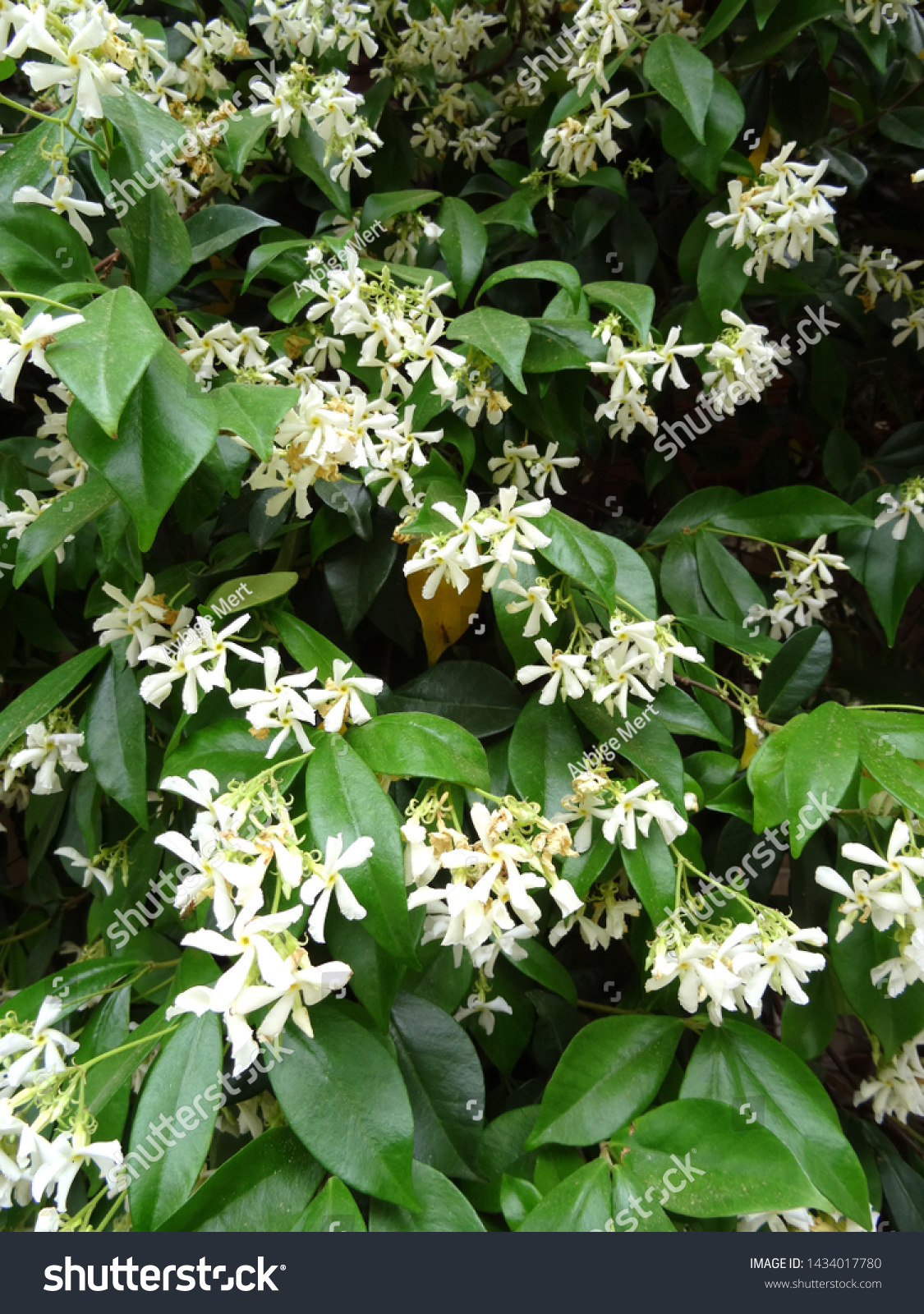 Jasmine Plant Flowers Mediterranean Region Turkey Stock Photo Edit Now 1434017780