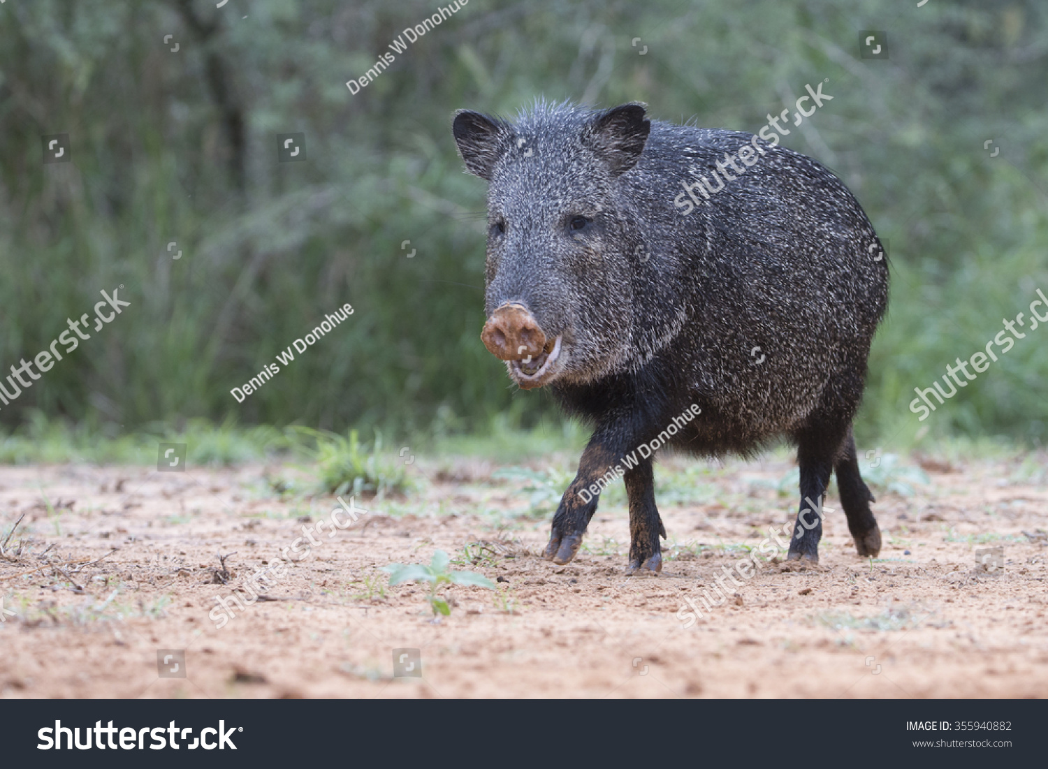 Javelina Rio Grande Valley Southern Texas Stock Photo 355940882 ...