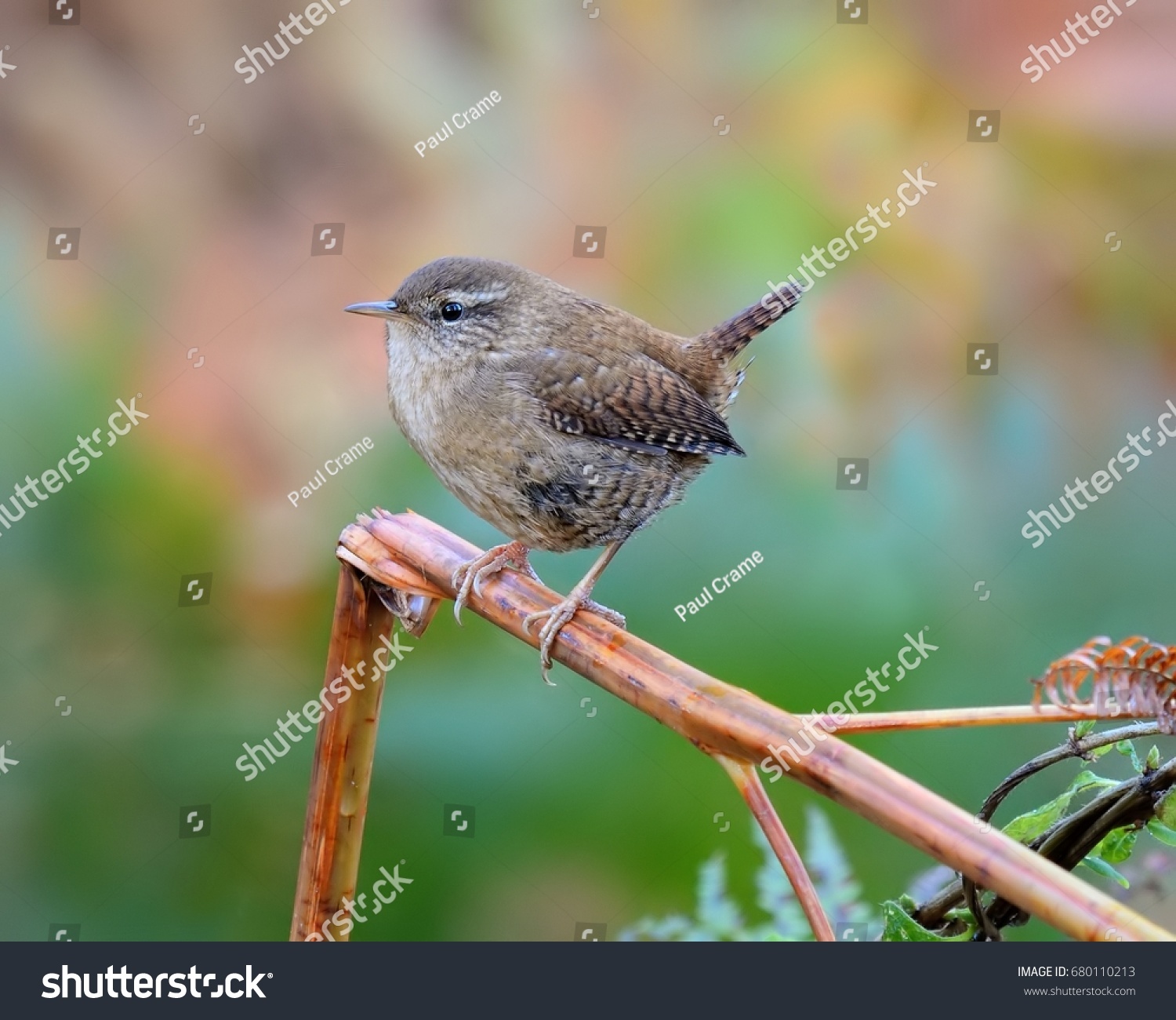 68 Jenny wren Images, Stock Photos & Vectors Shutterstock