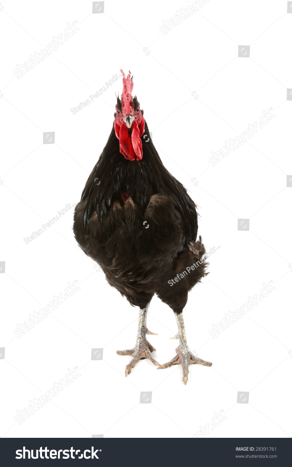 black jersey giant rooster