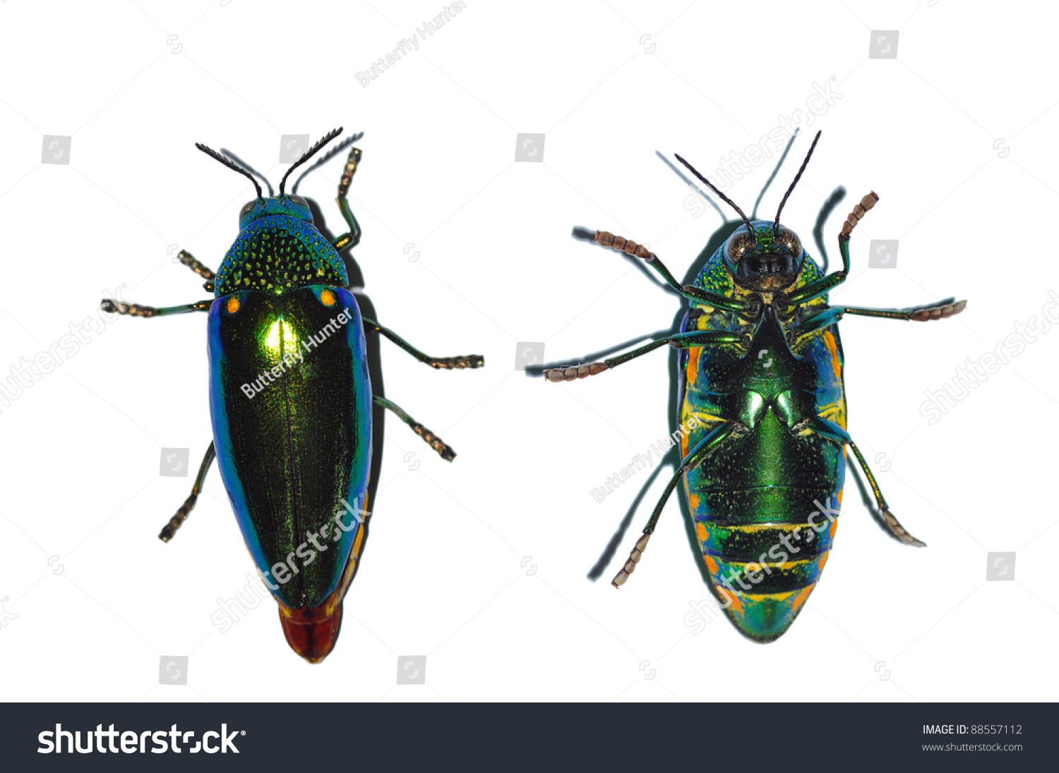 Jewel Beetle Green Bug Isolated On White Background Stock Photo ...