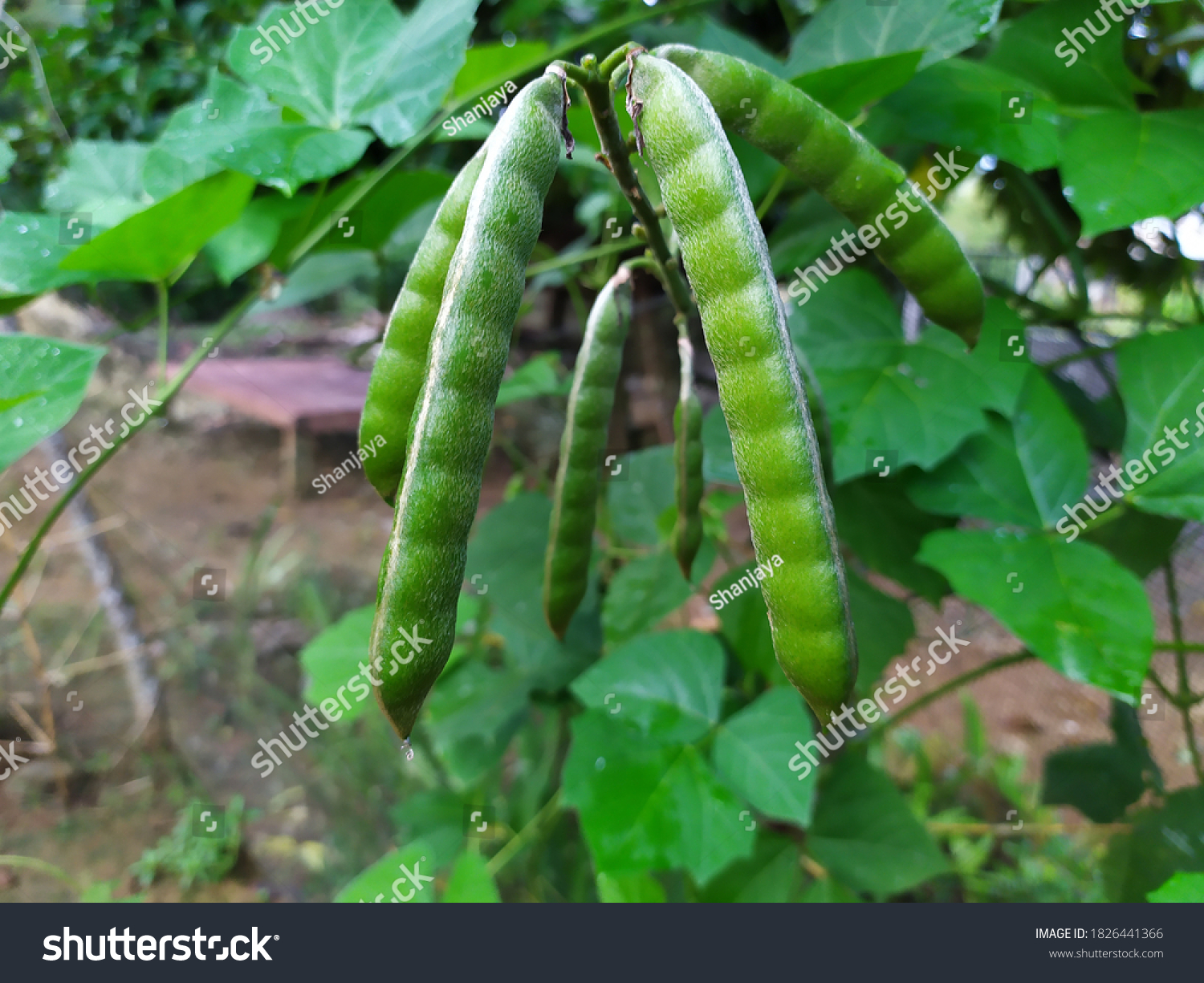 Yam-bean Images, Stock Photos & Vectors | Shutterstock