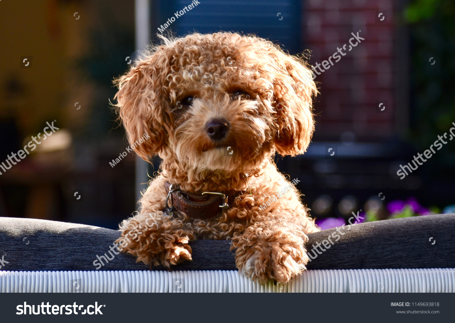 poochon teddy bear dog for sale