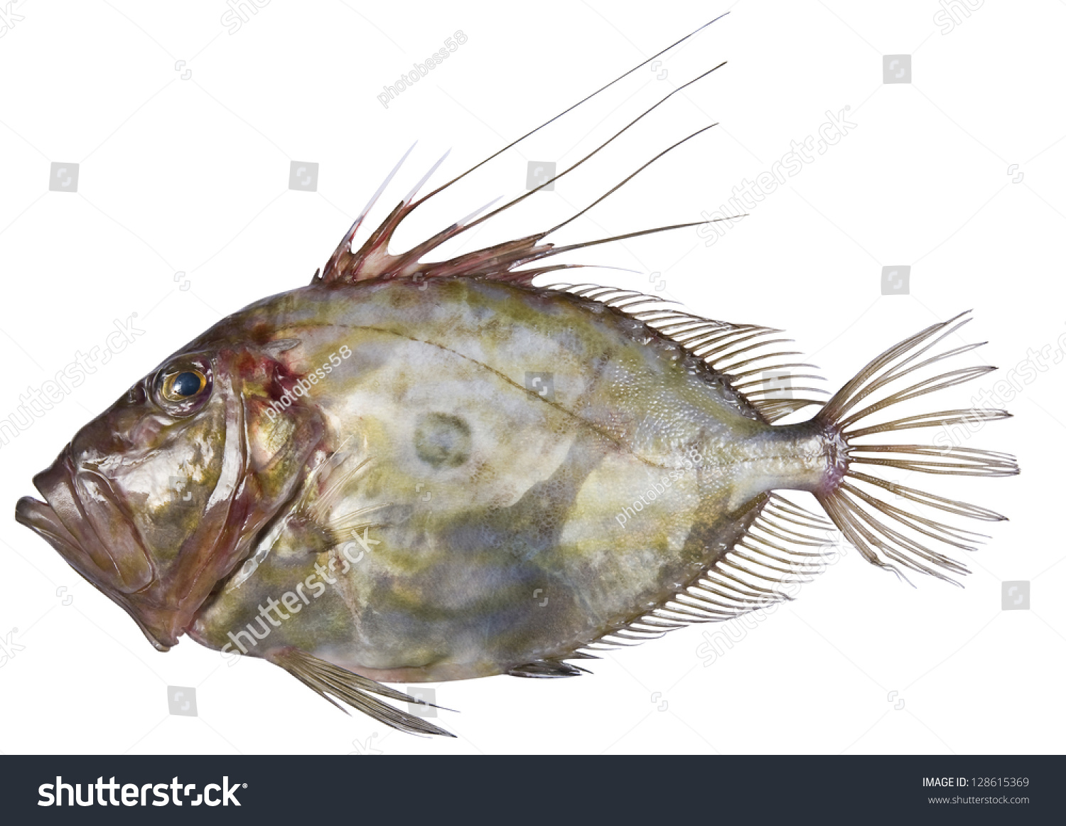 John Dory Fish Stock Photo Edit Now 128615369