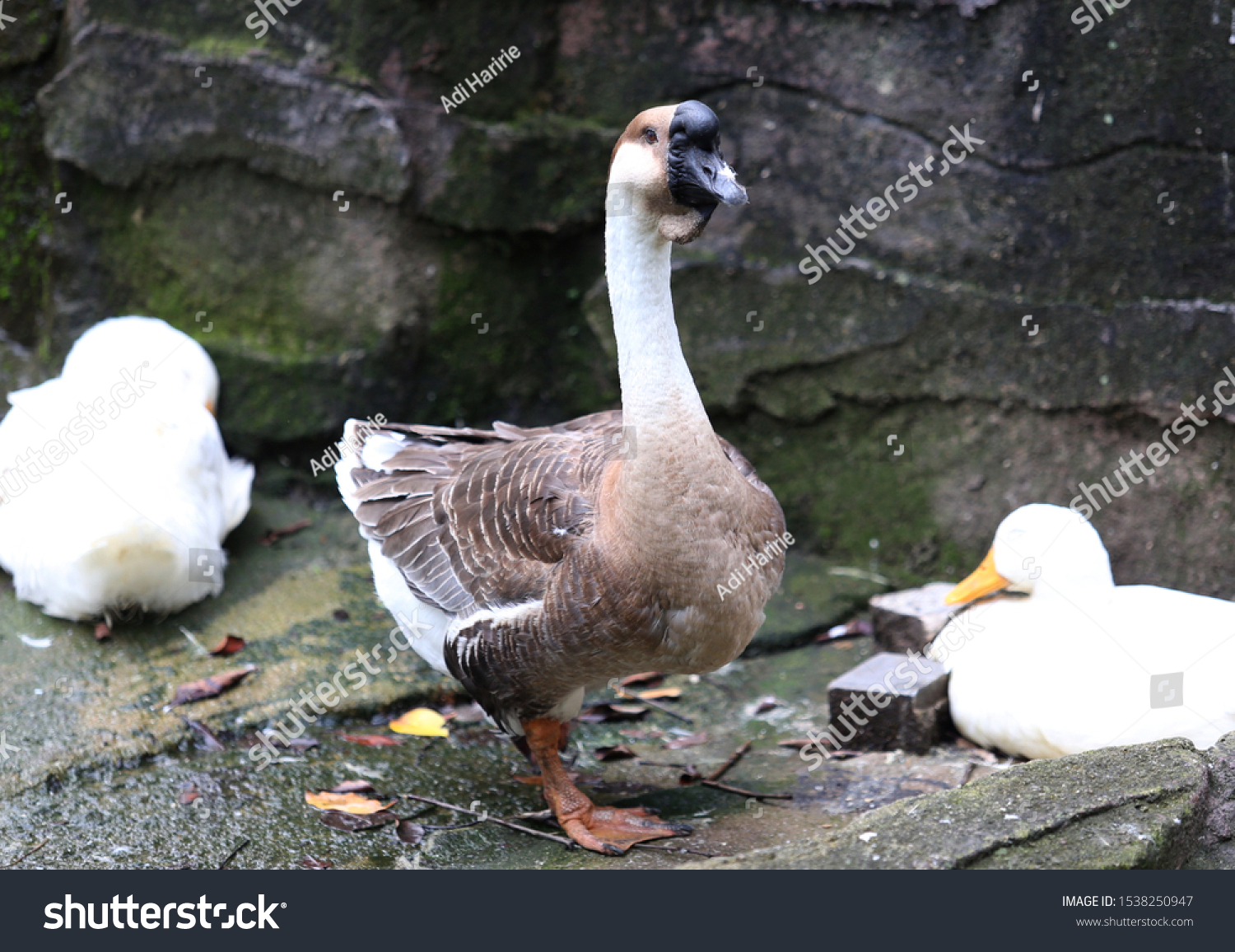 Johor Malaysia August 20 2019 Goose Stock Photo Edit Now 1538250947