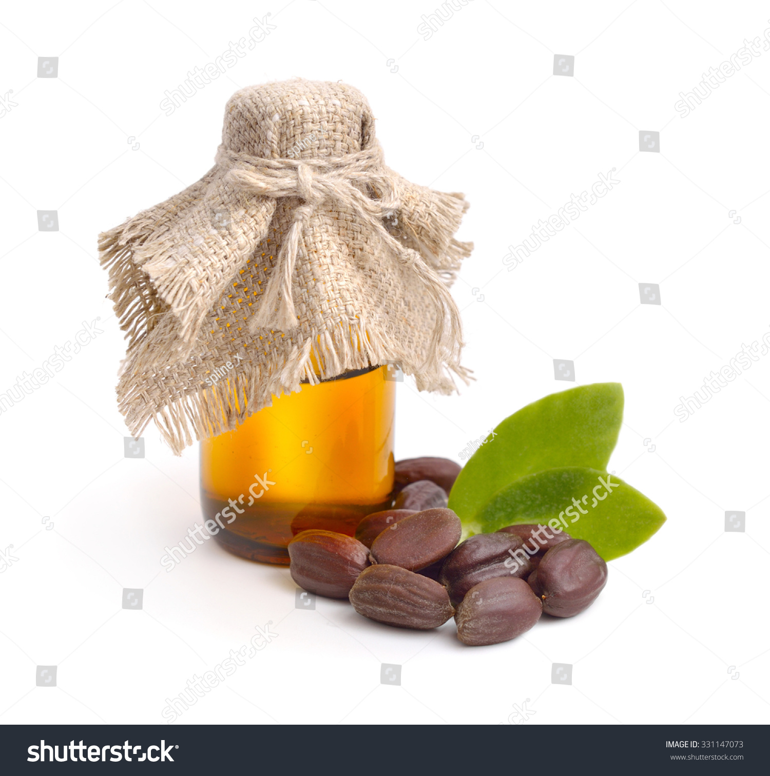 Jojoba Simmondsia Chinensis Leaves Seeds Oil Stock Photo 331147073 - Shutterstock