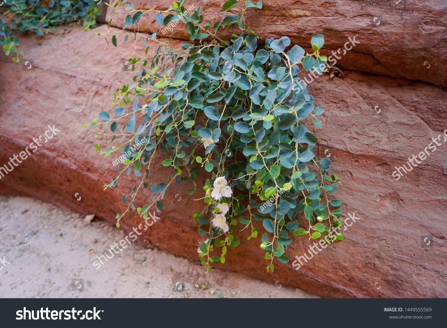 Jordan Wadi Musa Plant Capris Spinosa Stock Photo Edit Now 1449555569