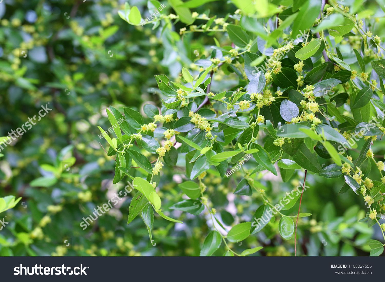 Jujube Tree Flowers Stock Photo Edit Now