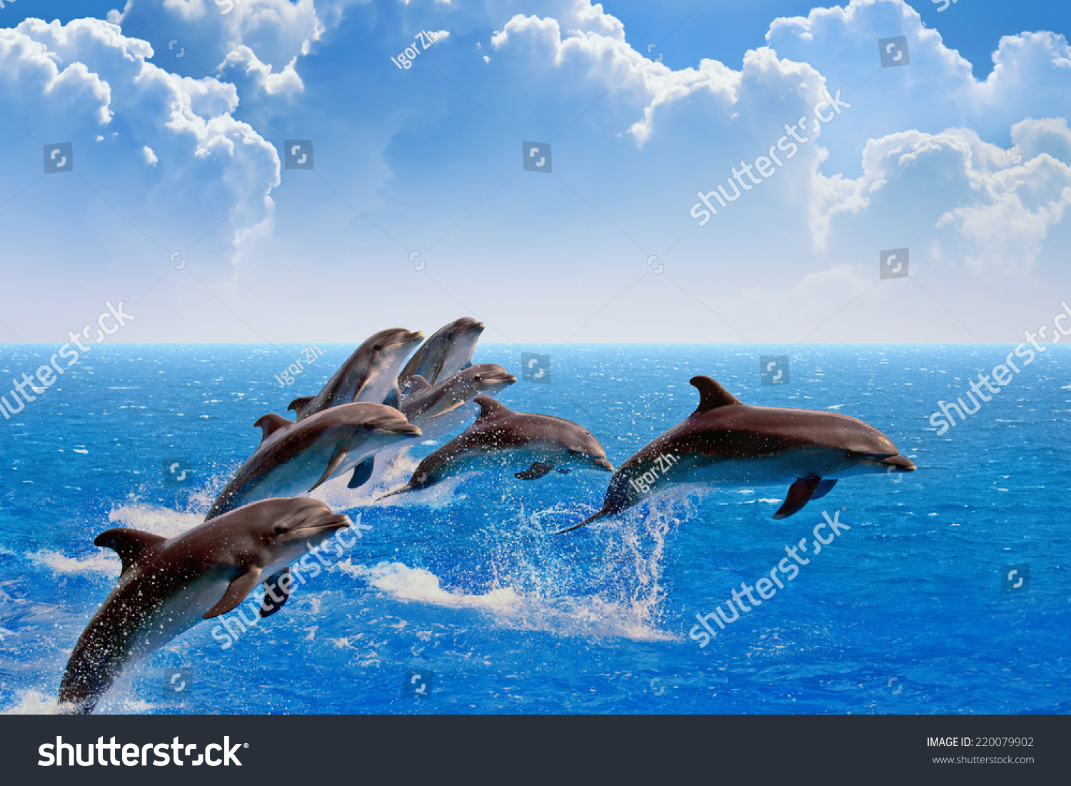 Jumping Dolphins, Blue Sea And Sky, White Clouds Stock Photo 220079902 ...