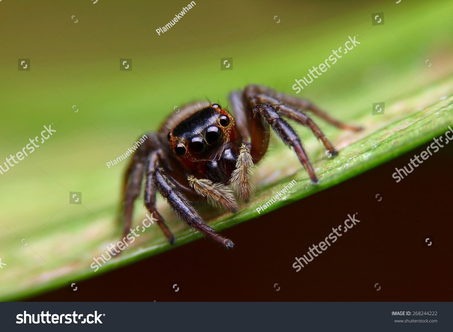 Jumping Spider Spider Thailand Stock Photo 268244222 - Shutterstock