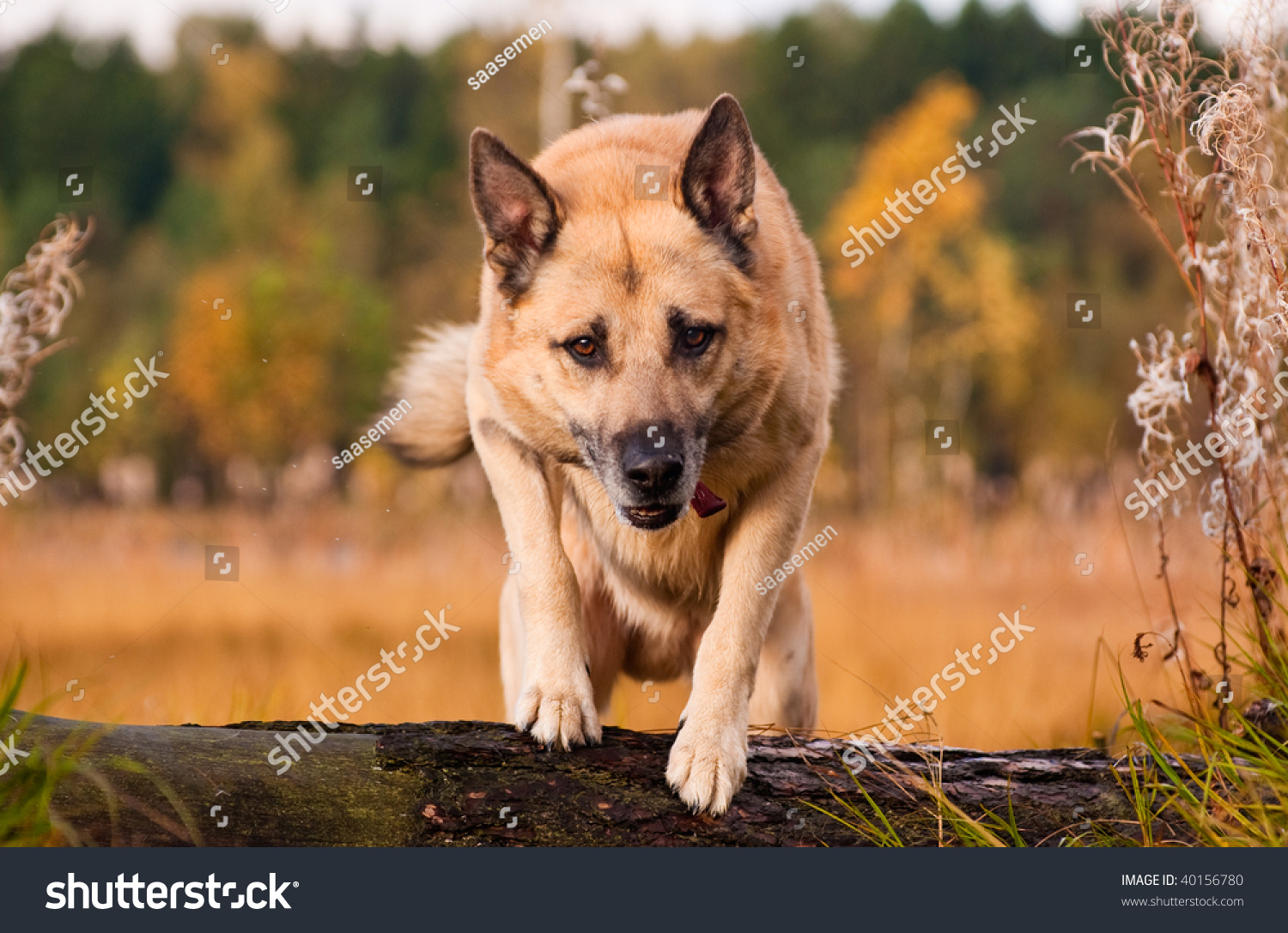 Jumping West Siberian Laika Husky Stock Photo Edit Now 40156780
