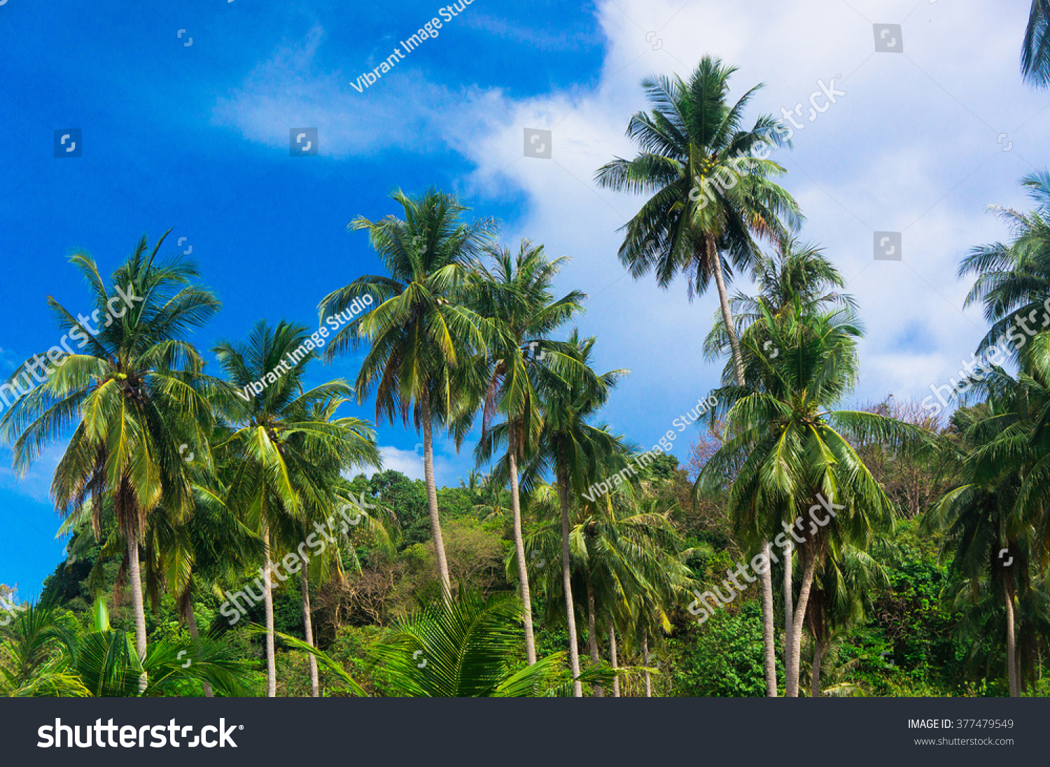 Jungle Landscape Coconut Getaway Stock Photo 377479549 | Shutterstock