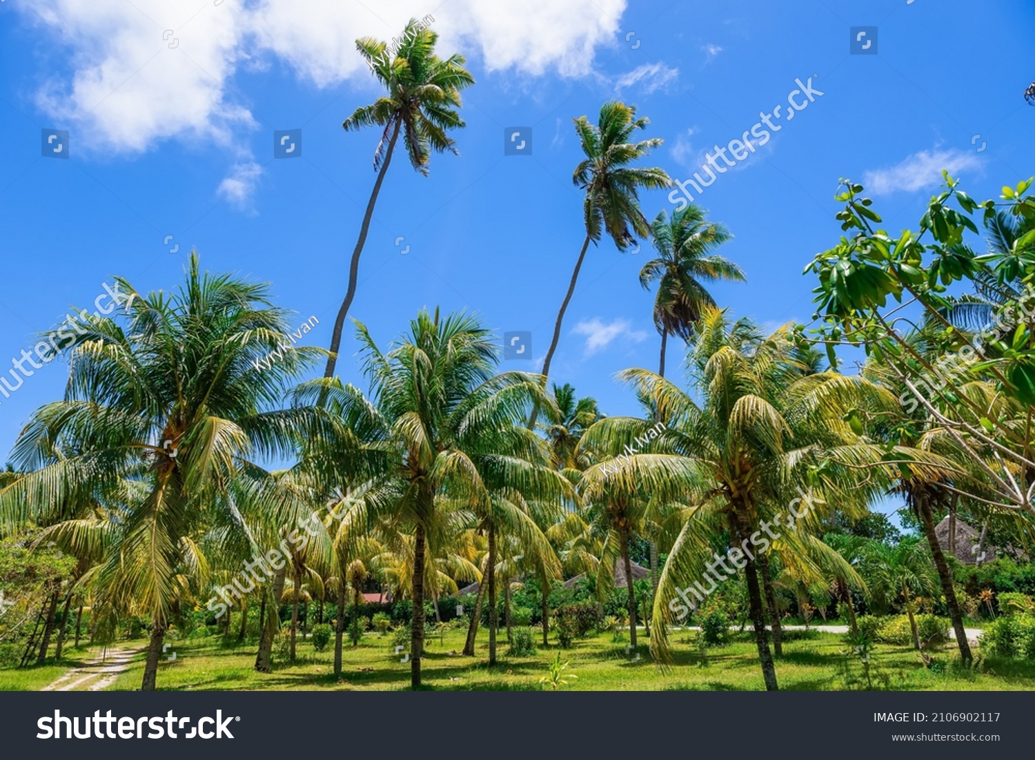 Jungles Around One Most Beautiful Beaches Stock Photo (Edit Now) 2106902117