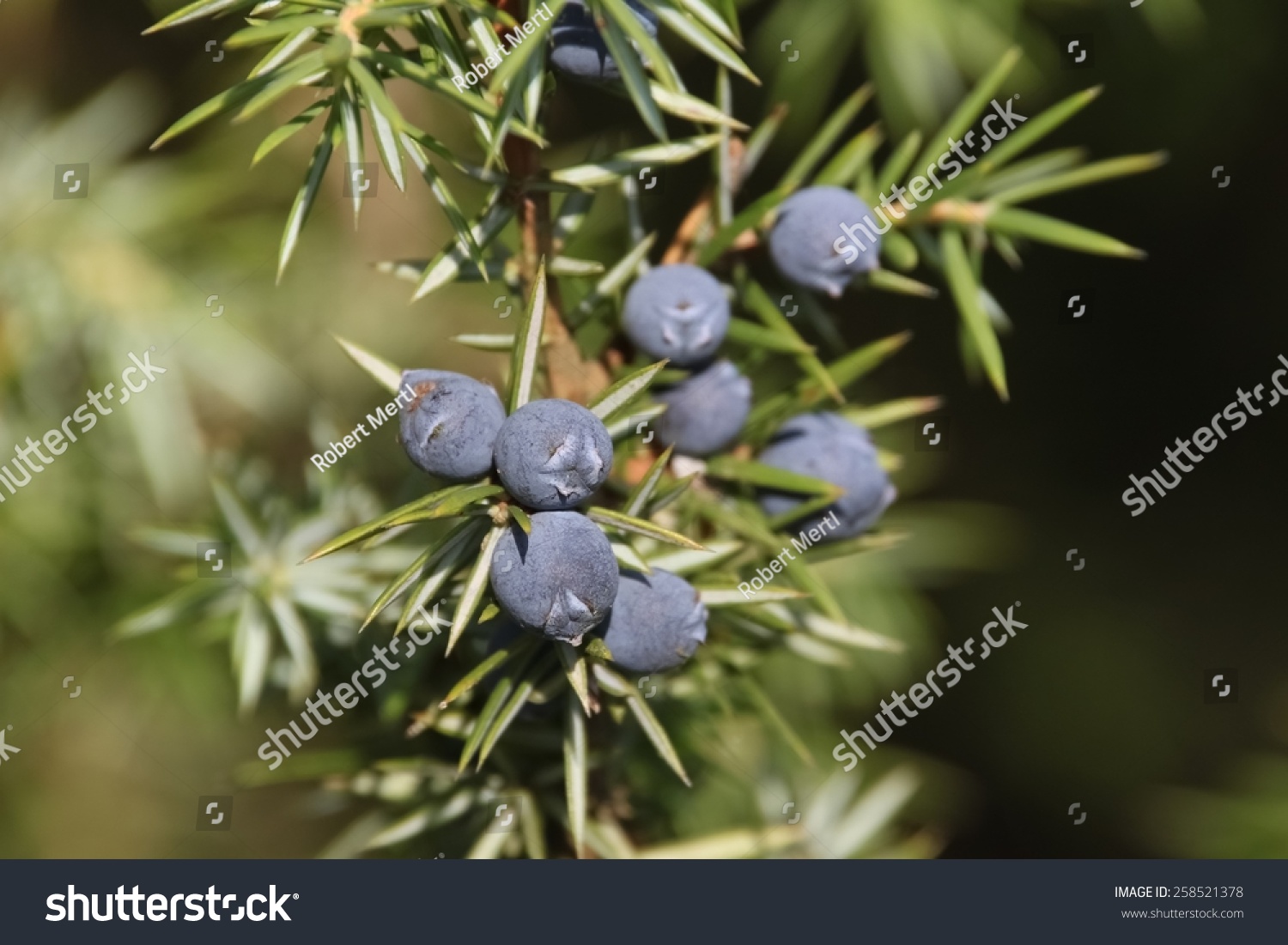 juniper berry 中文 
