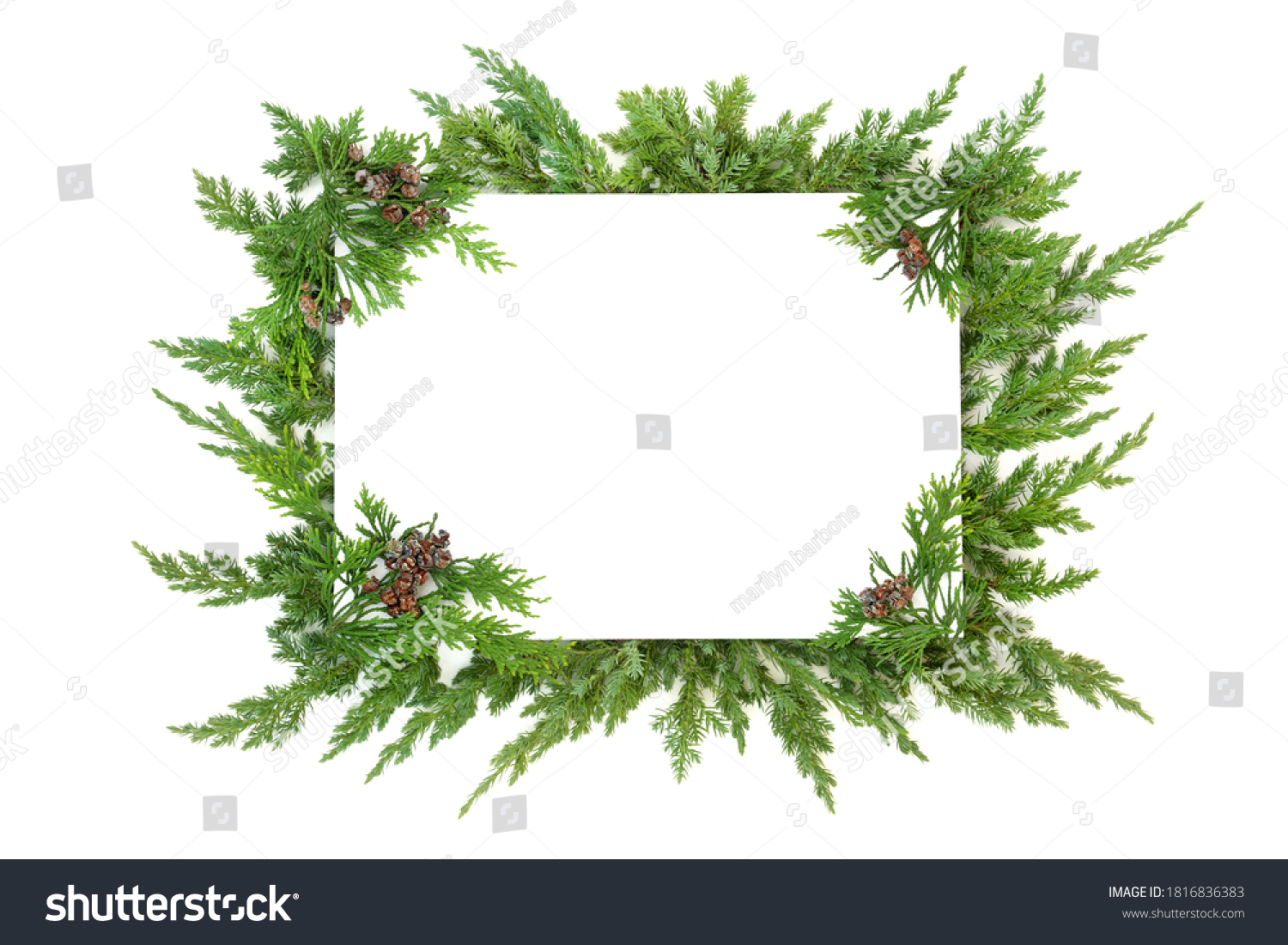 PowerPoint Template: juniper-fir-cedar-cypress-leylandii (ipinpknkpk)