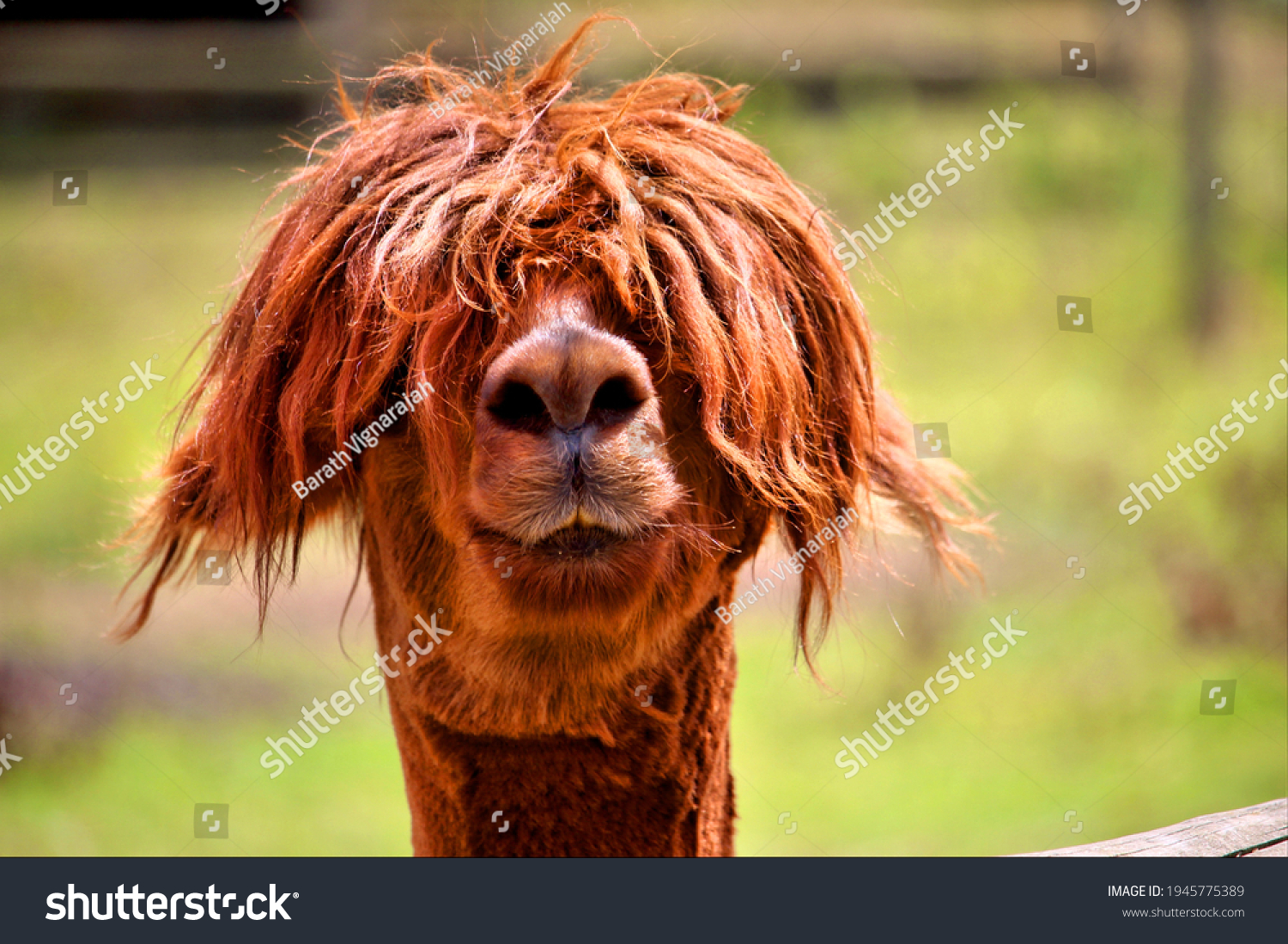 15 902 Alpaca Hair Images Stock Photos Vectors Shutterstock   Stock Photo Just A Bad Hair Day 1945775389 