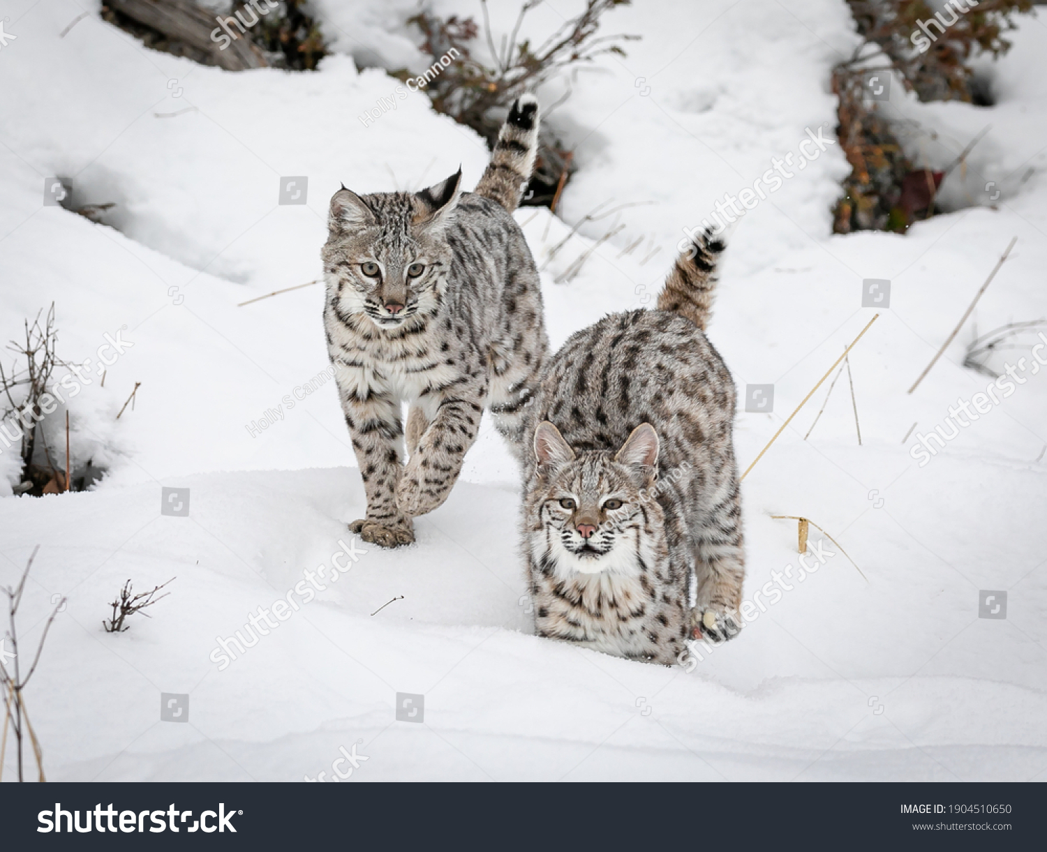 Bobcat Images, Stock Photos & Vectors | Shutterstock