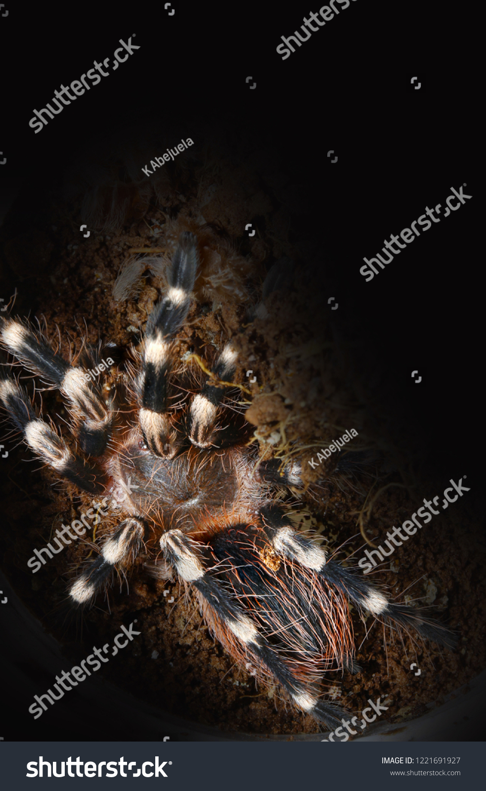 Juvenile Brazilian Giant White Knee Tarantula Stock Photo 1221691927 ...