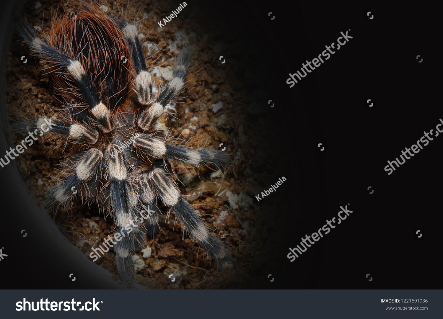 Juvenile Brazilian Giant White Knee Tarantula Stock Photo 1221691936 ...