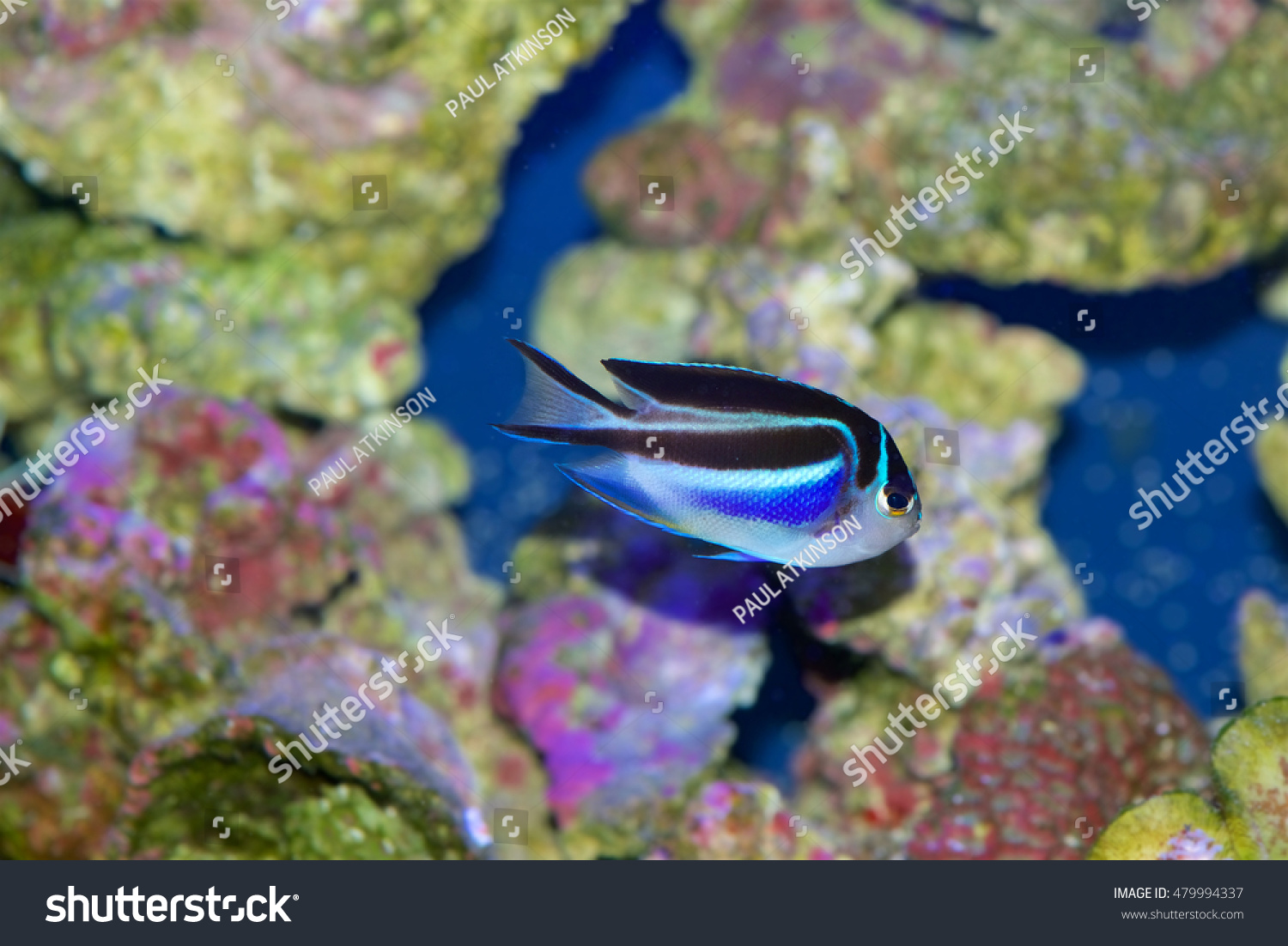 Juvenile Female Bellus Angelfish Genicanthus Bellus Stock Photo Edit