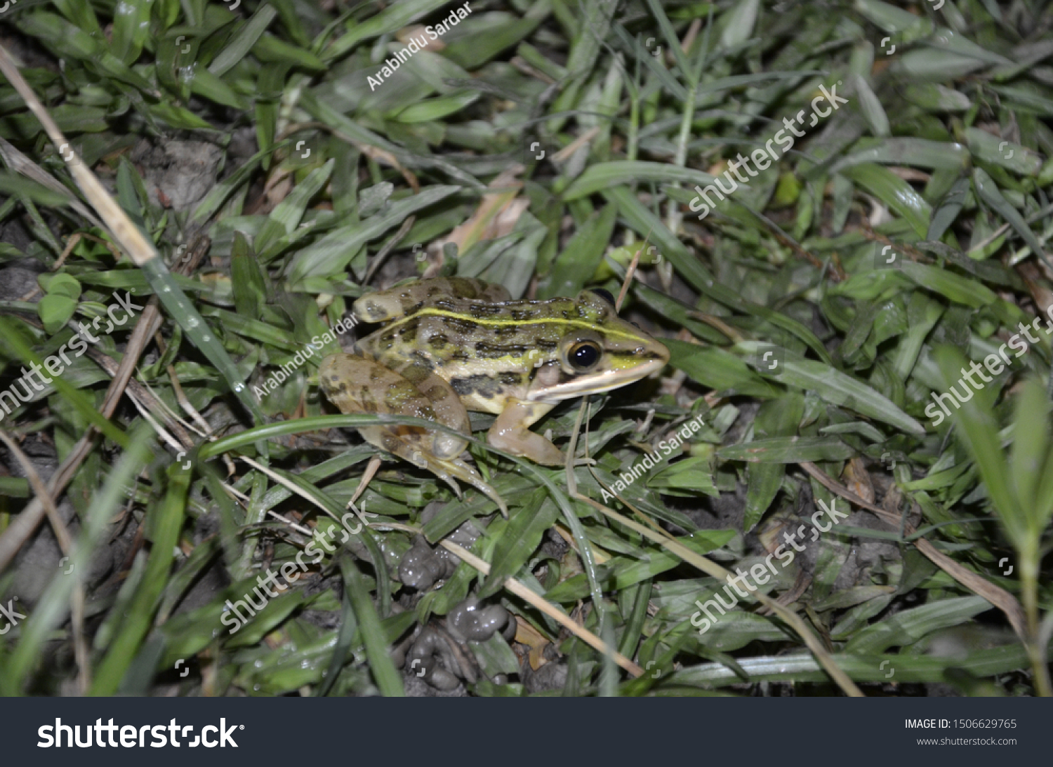 Juvenile Indian Bullfrog Hoplobatrachus Tigerinus West Stock Photo ...