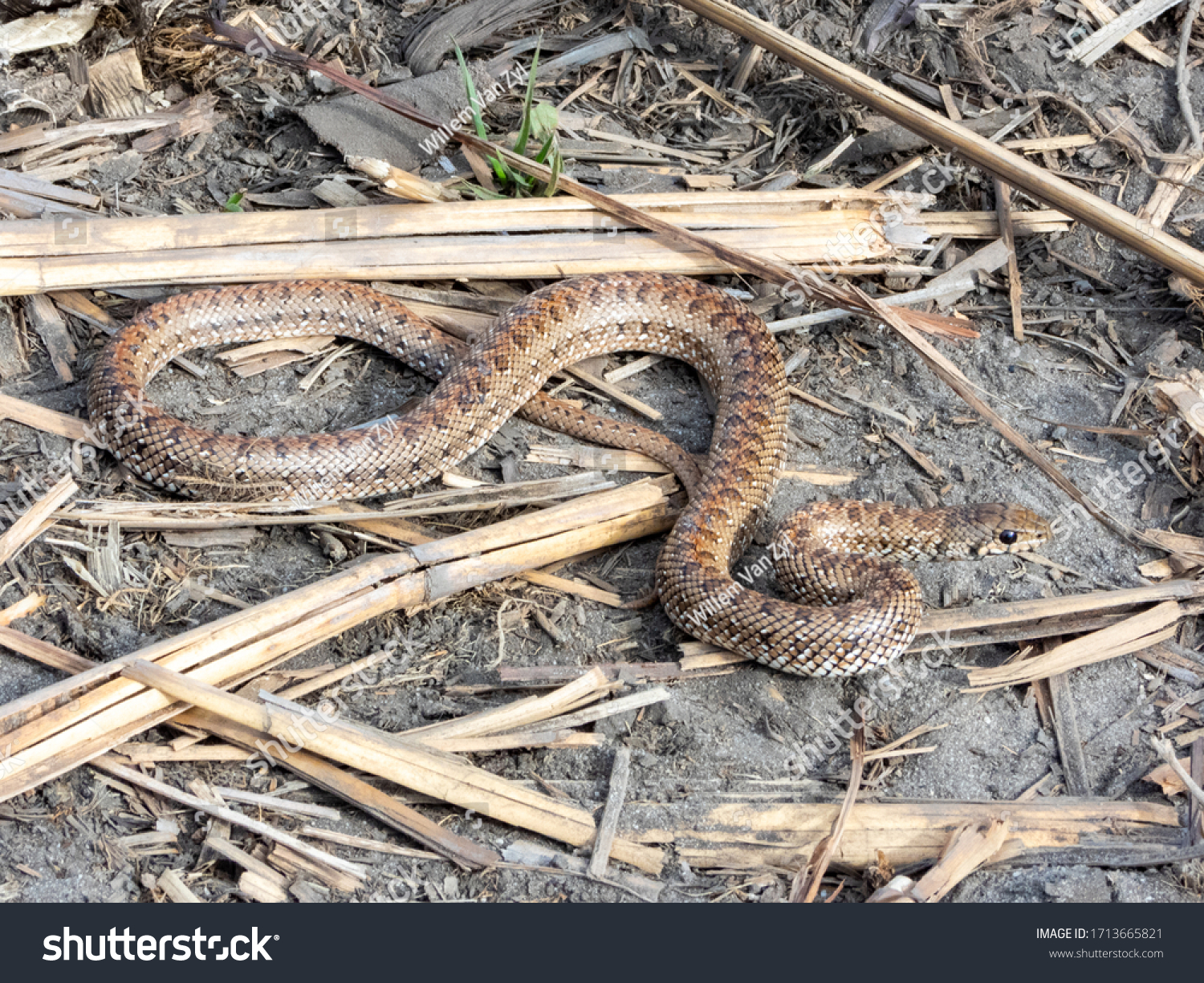 Juvenile Mole Snake Pseudaspis Cana Cape Stock Photo Shutterstock