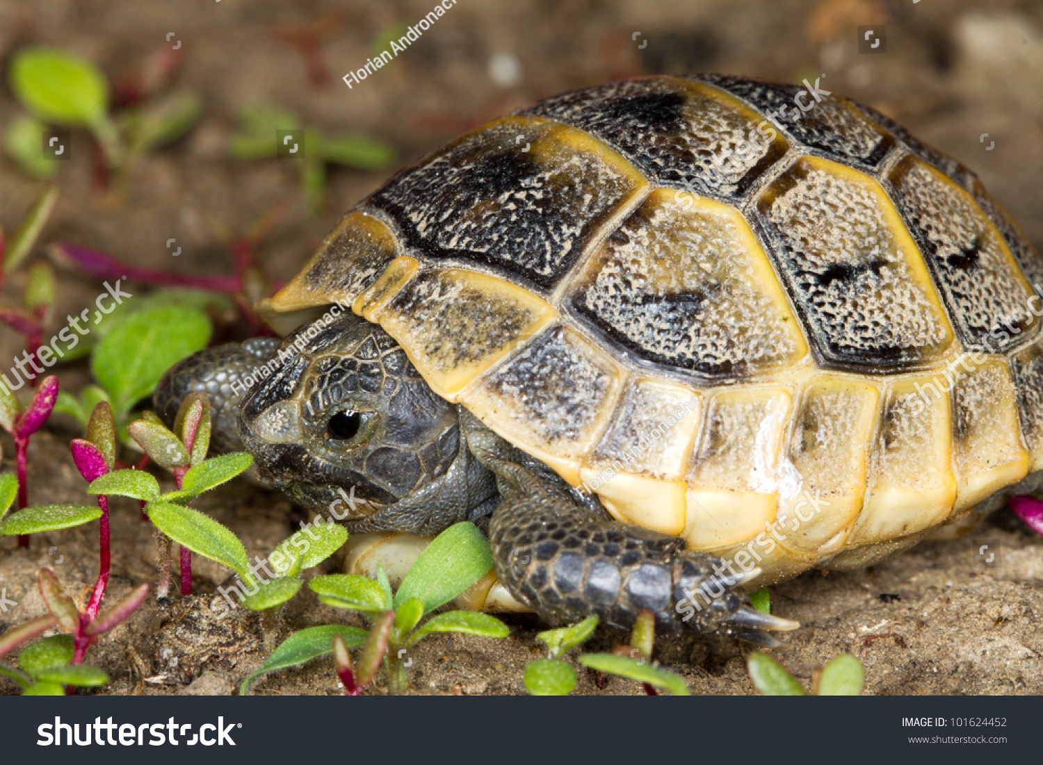 Juvenile Of Spur-Thighed Turtle / Testudo Graeca Ibera Stock Photo ...