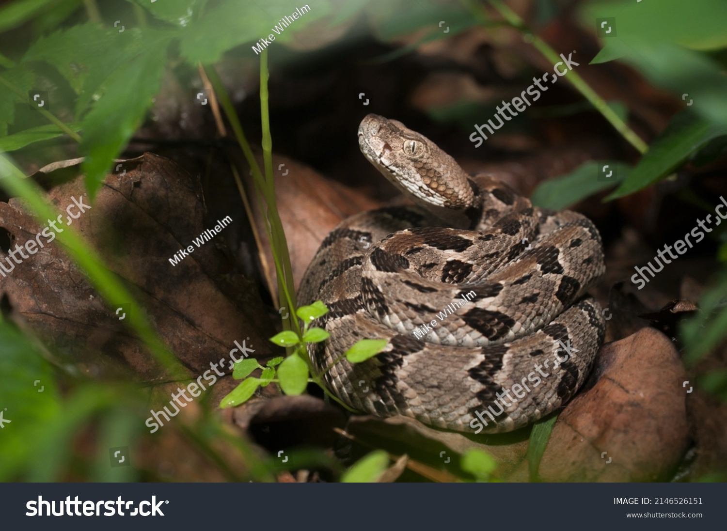 Juvenile Young Timber Rattlesnake Coiled Macro Stock Photo 2146526151 ...