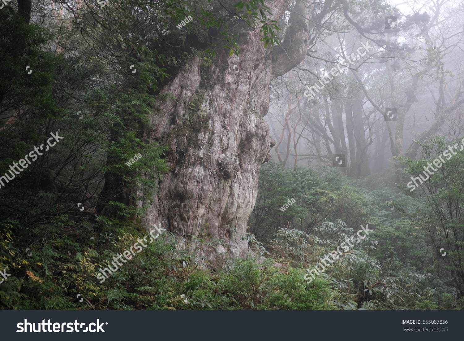 Im Genes De Yaku Cedar Im Genes Fotos Y Vectores De Stock Shutterstock