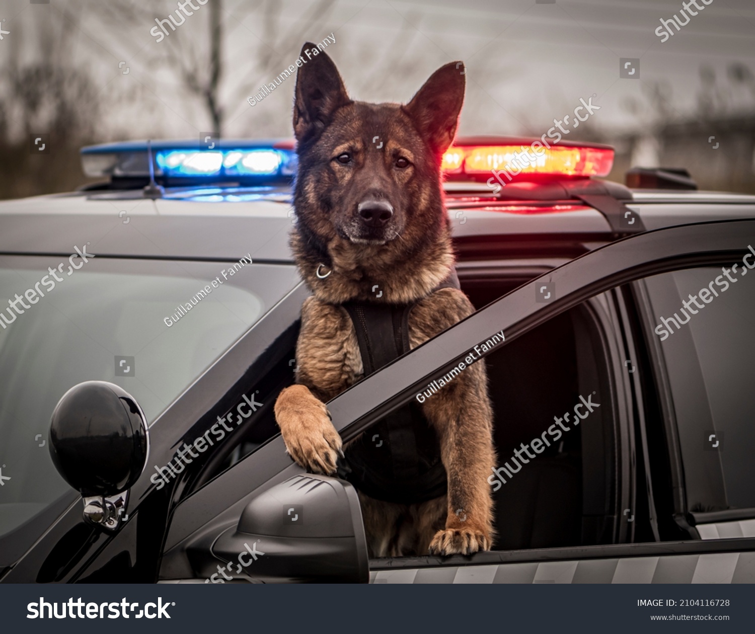 28,857 Police With Dog Images, Stock Photos & Vectors | Shutterstock