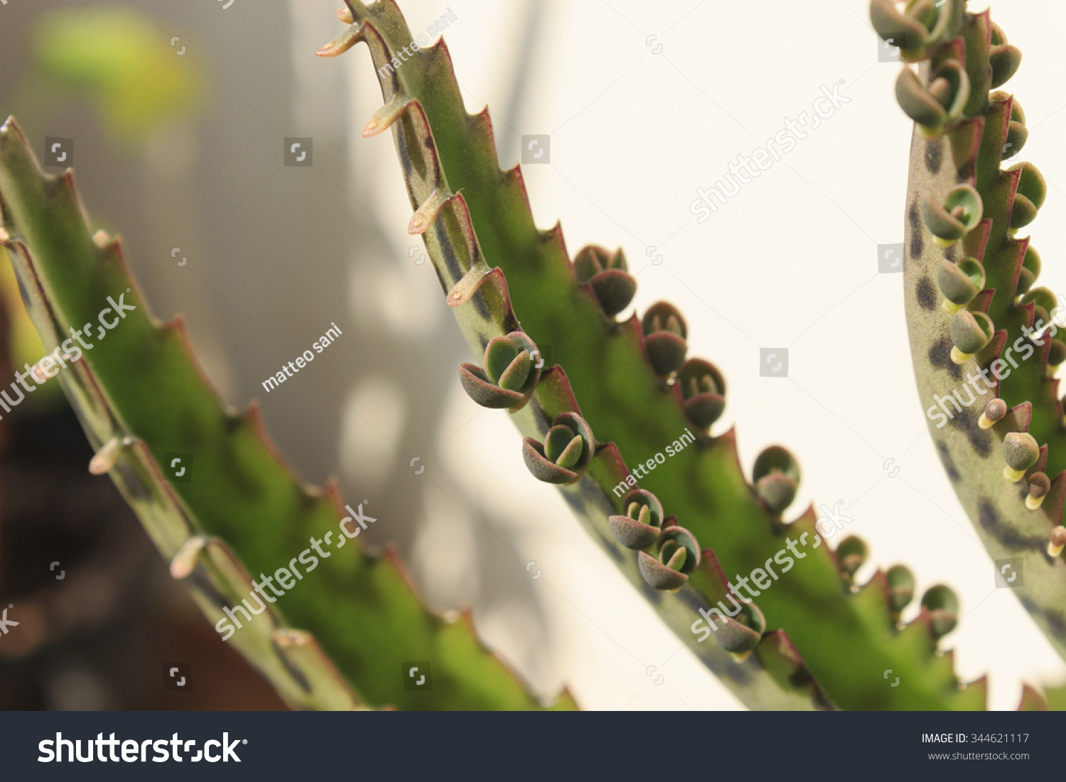 Kalanchoe Daigremontiana Closeup Stock Photo (Edit Now) 344621117