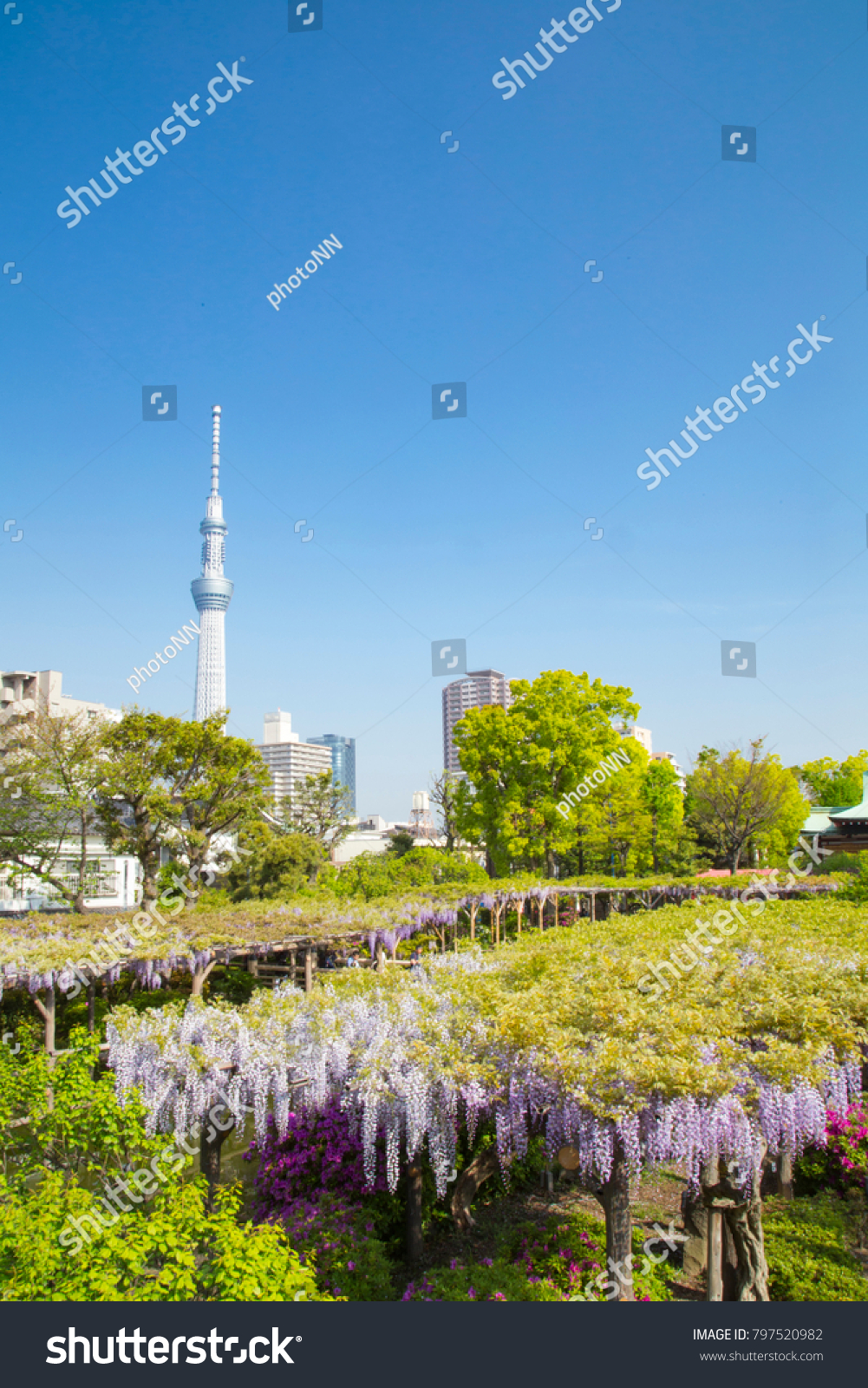 Kameido Tenjin Shrine Wisteria Festival Stock Photo 797520982 ...