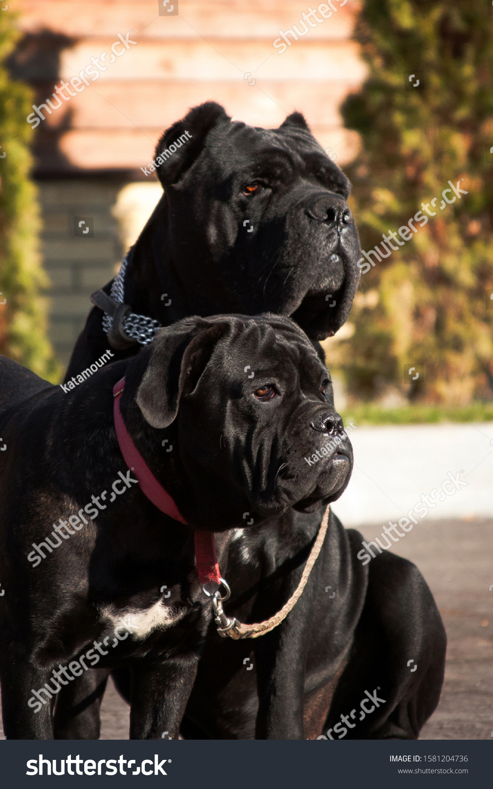 Kanekorso Breed Dogs One Oldest Representatives Stock Photo Edit Now 1581204736