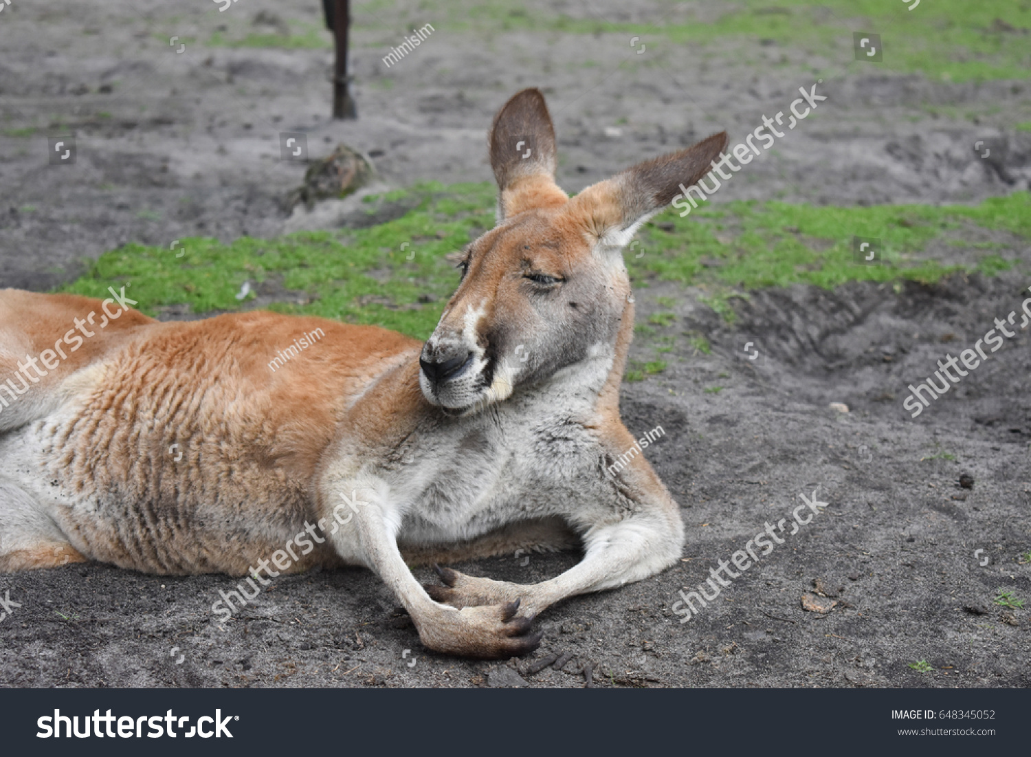 Kangaroo Act Like Boss Caversham Wildlife Stock Photo Edit Now Kangaroo Act Like Boss Caversham Wildlife Stock Photo Edit Now