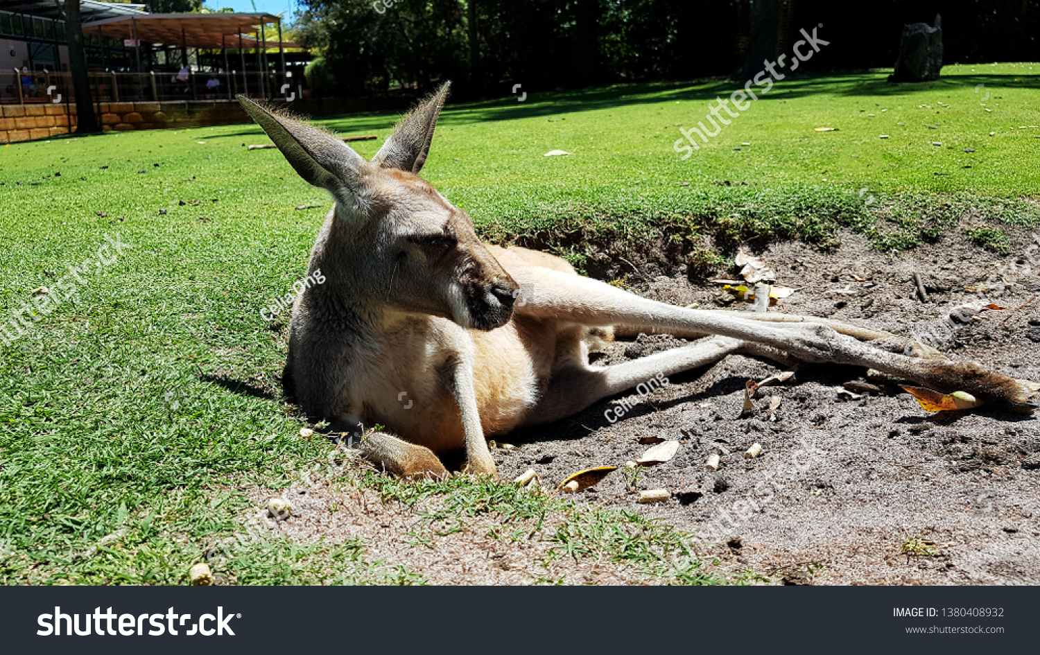 Kangaroo Resting Caversham Wildlife Park Stock Photo Edit Now