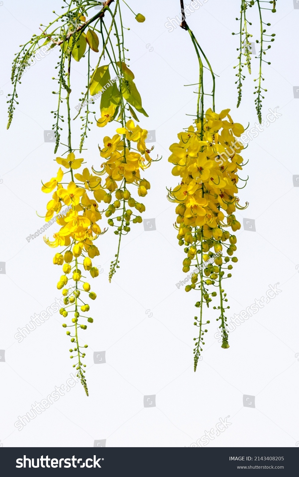 Kanikonna Vishu Kani Konna Golden Shower Stock Photo 2143408205