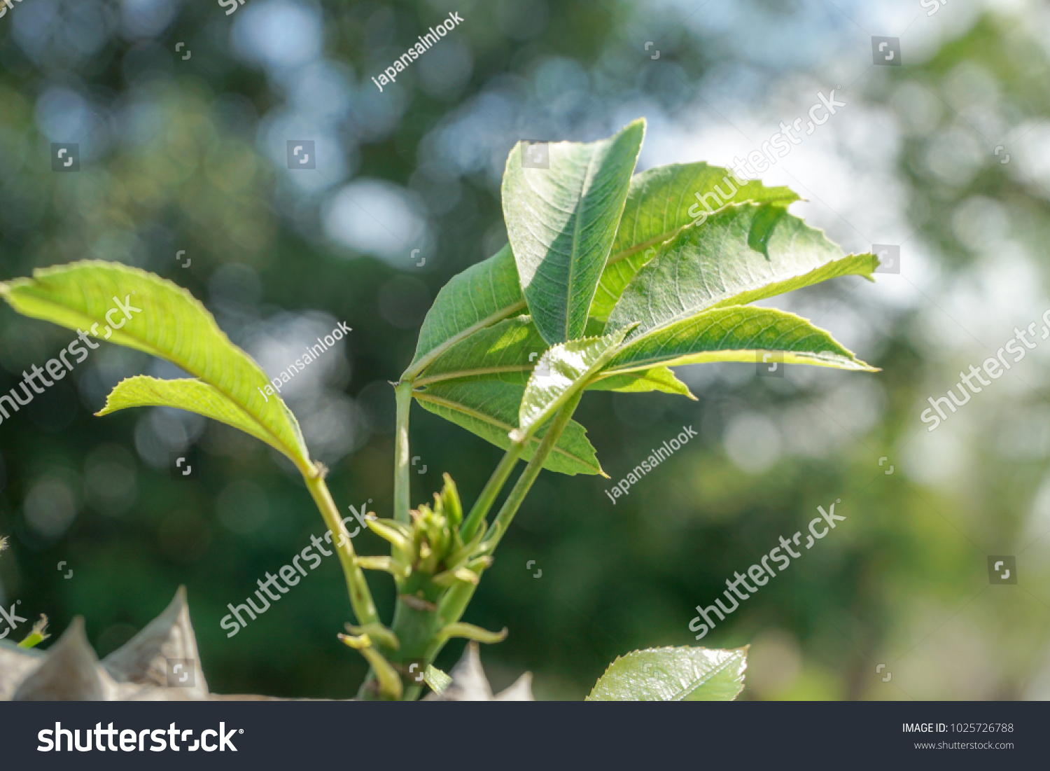 Kapok Tree Leaves Red Silk Cotton Stock Photo Edit Now
