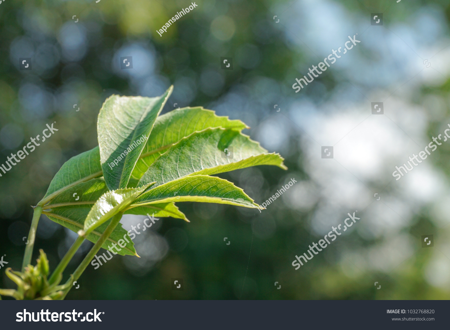 Kapok Tree Leaves Red Silk Cotton Stock Photo Edit Now