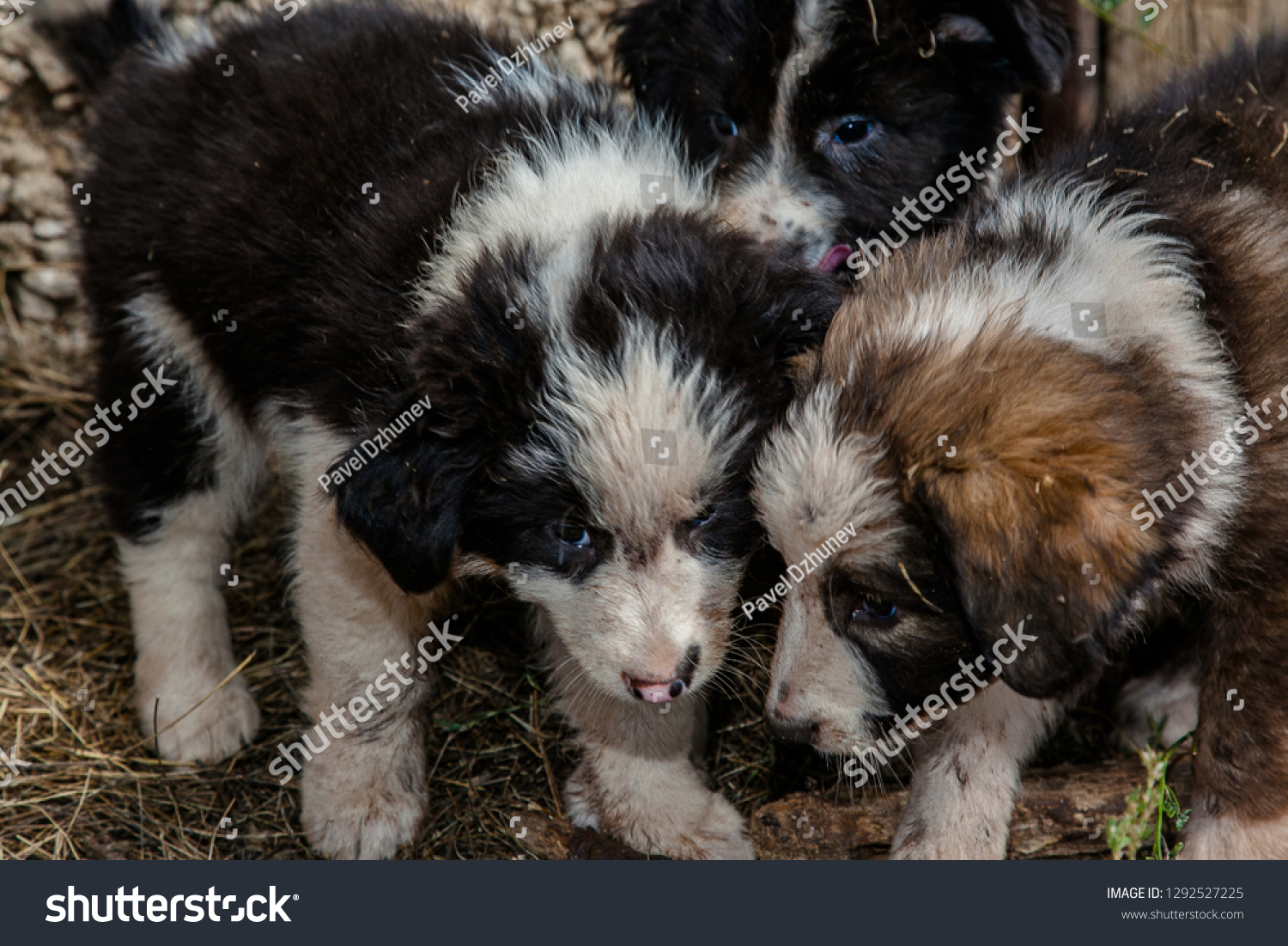 Karakachan Dogs Small Puppies Caught Game Animals Wildlife Stock Image 1292527225