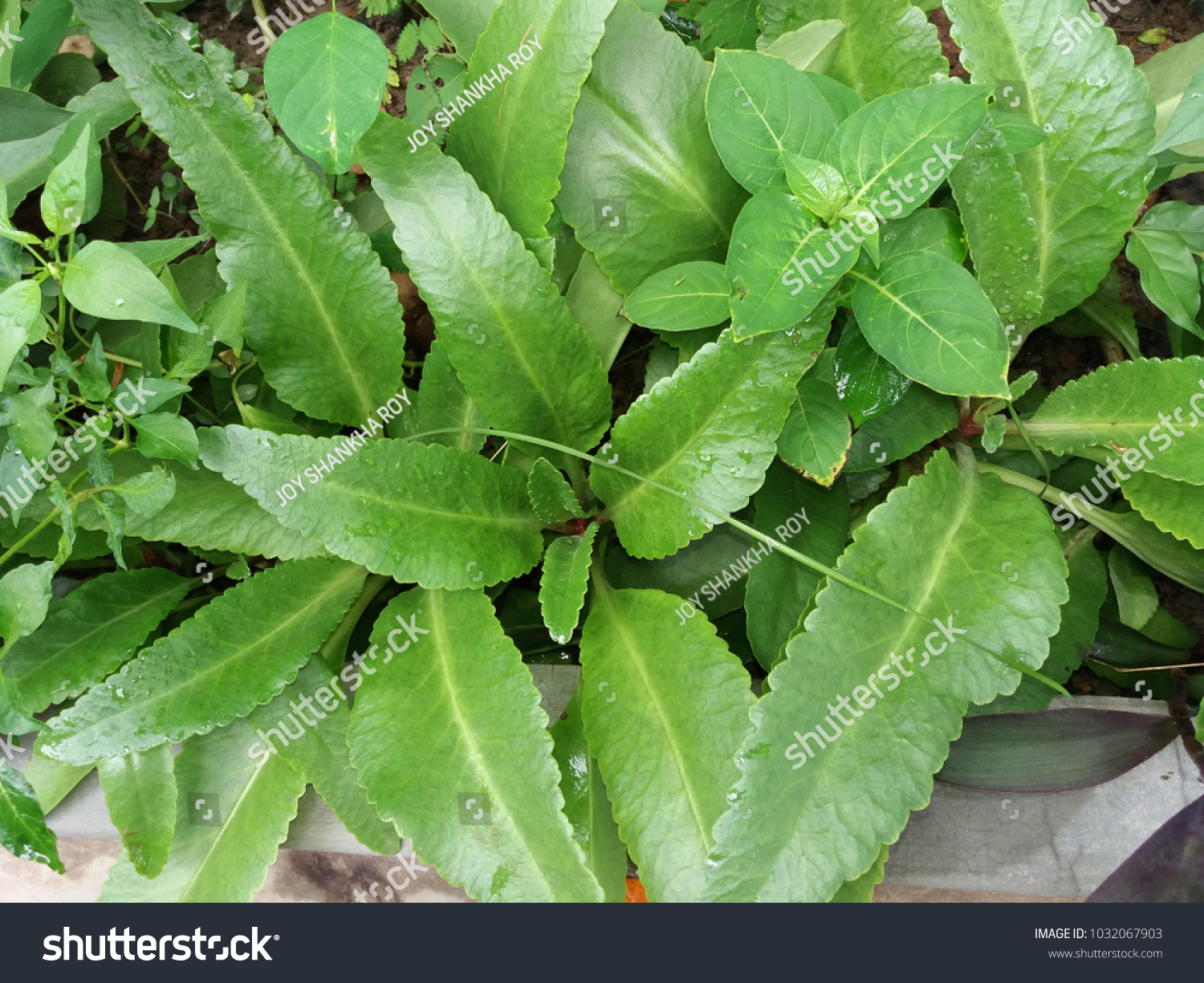 Katakataka Plants Outdoor Stock Photo Edit Now