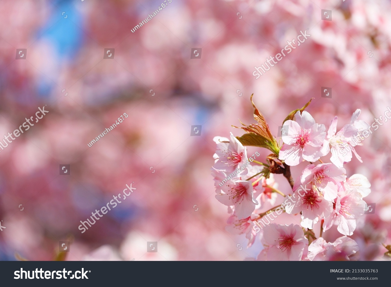 Kawazu Zakura Earlyblooming Cherry Tree Native Stock Photo 2133035763 ...