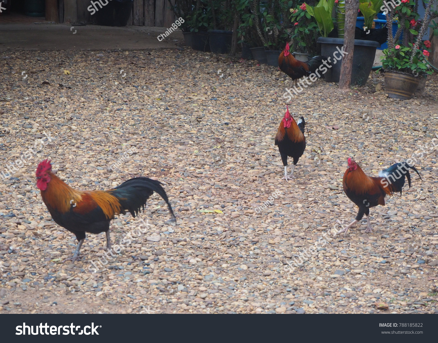 Keeping Pet Chickens Popularity Keeping Backyard Stock Photo Edit Now 788185822