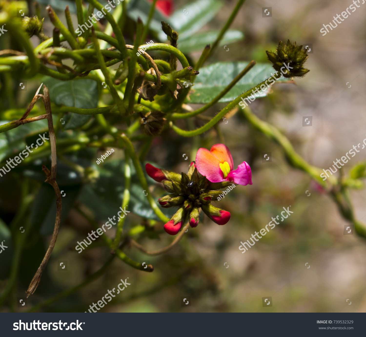 Kennedia Coccinea Coral Vine Species Flowering Nature Stock Image 739532329